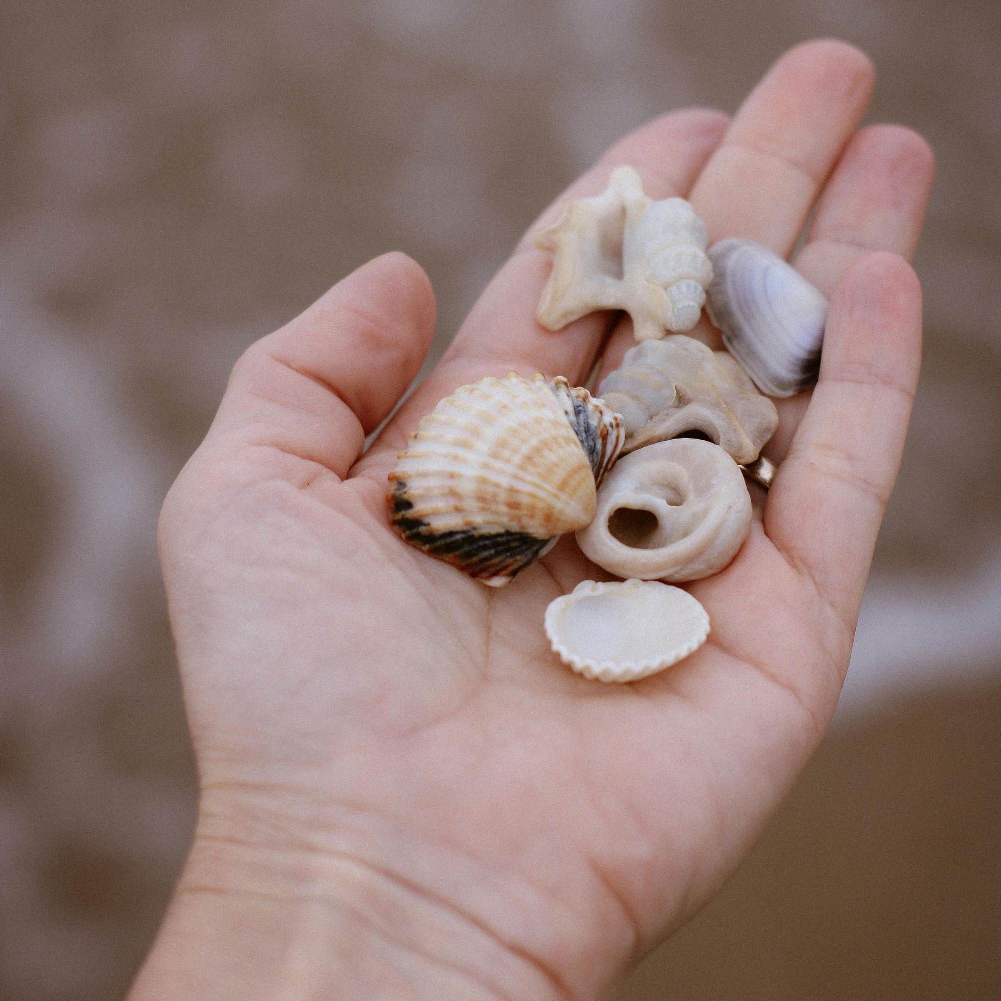 Untitled design - 2025-12-12T115456.322